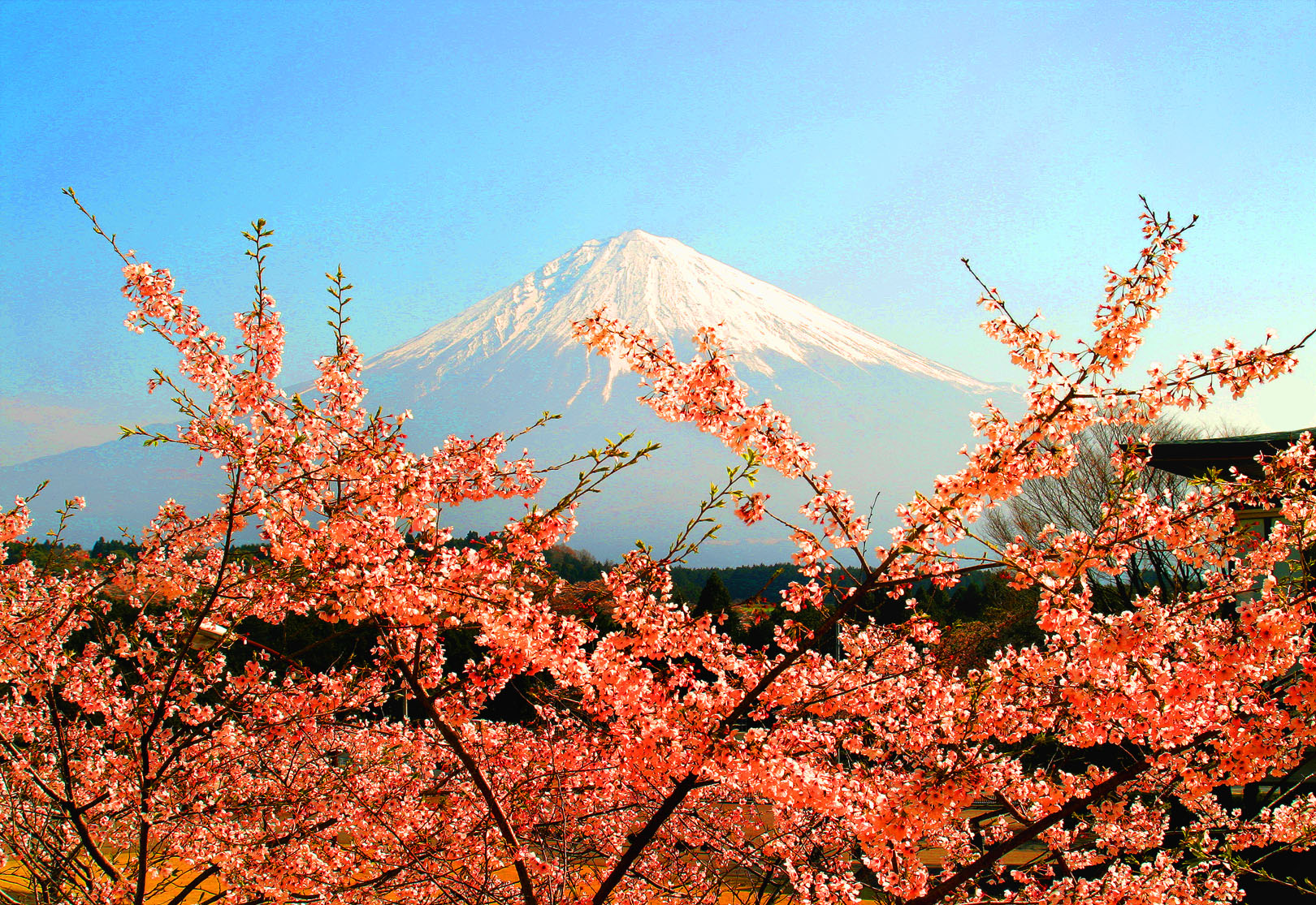 Sakura Fuji